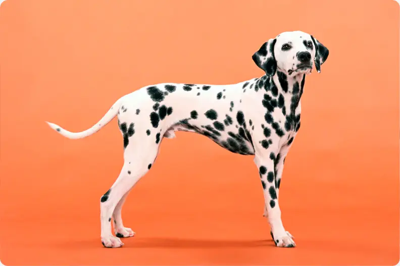 dalmatian-breeding