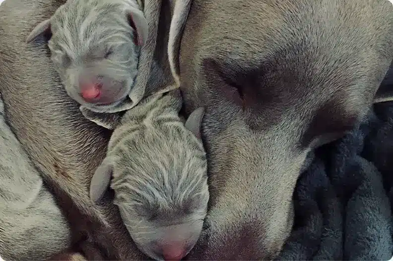 weimaraner-breeding