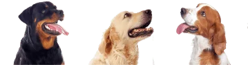 herobreeder-dog-breeds-for-mobile-site