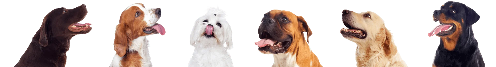 herobreeder-dog-breeds